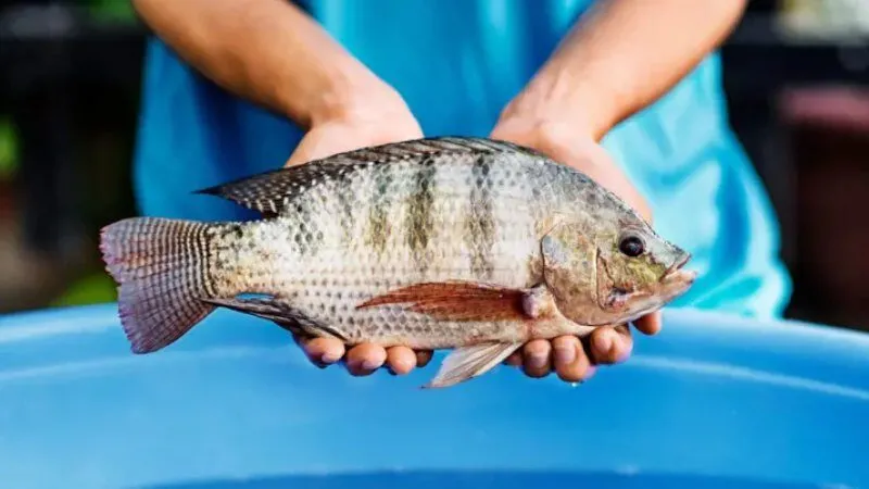 Bảng mơ thấy cá rô đánh con gì đầy đủ nhất