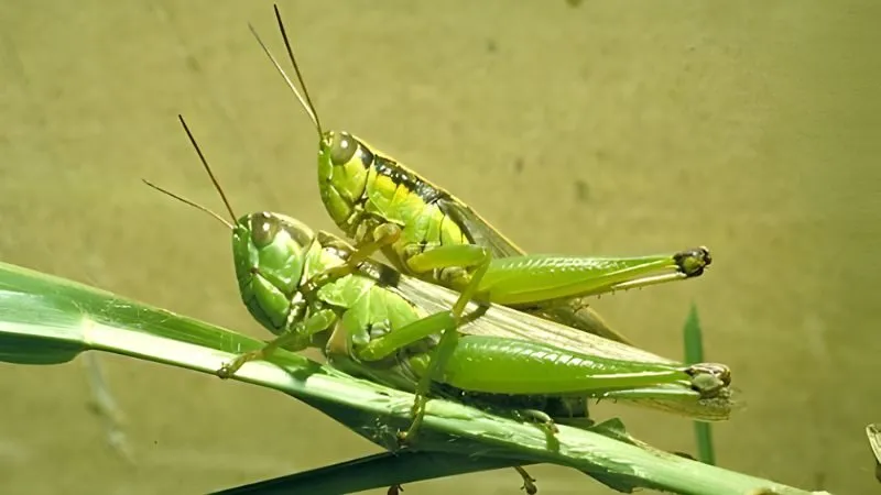 Bảng tra cứu nhanh khi mơ thấy cào cào đánh con gì