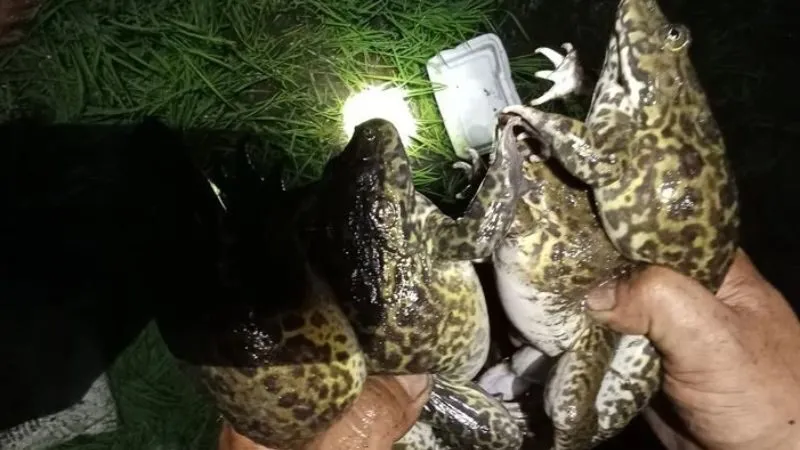 Bí ẩn giấc mơ đi bắt cóc hoặc vô tình làm hại cóc