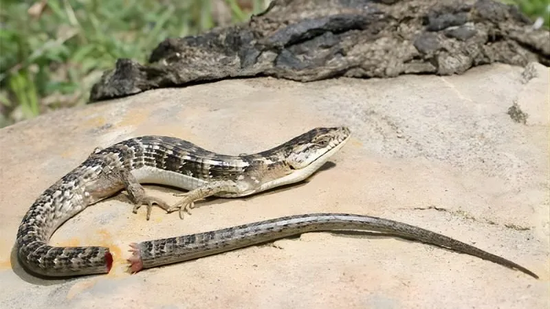 Bí ẩn giấc mơ thấy thằn lằn đứt đuôi