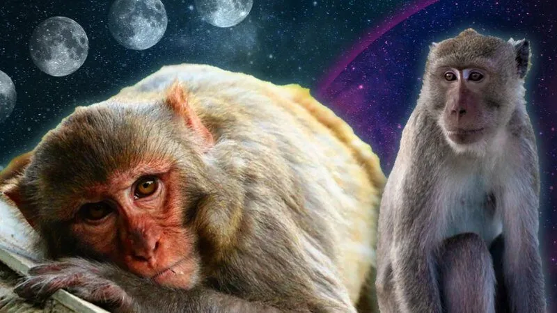 Biểu tượng của loài khỉ trong tâm linh