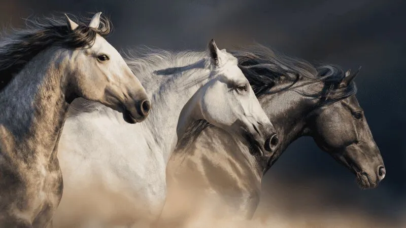 Bộ số mơ thấy ngựa đánh con gì?