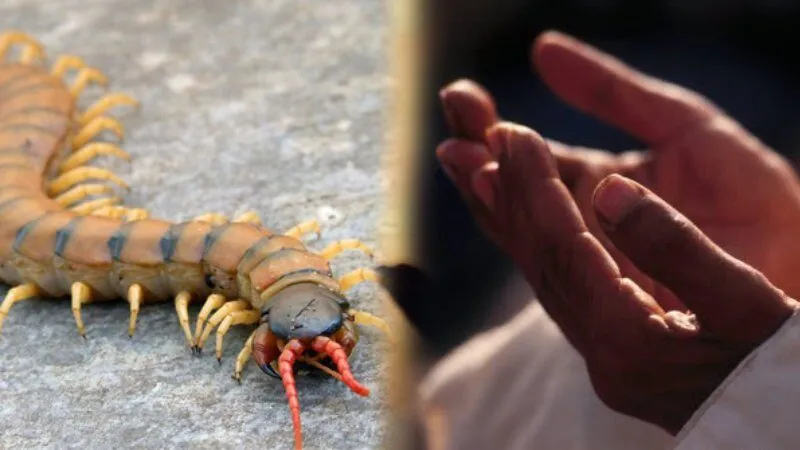 Mơ Thấy Rết Đánh Con Gì? Giải Mã Đại Cát 2026