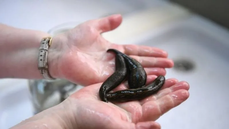 Cách hóa giải vận đen khi mơ thấy đỉa