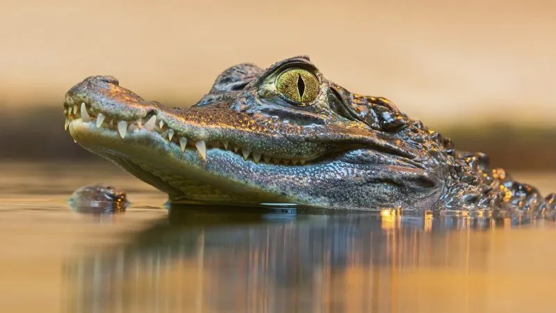 Chiêm bao thấy cá sấu ẩn giấu điềm báo gì?