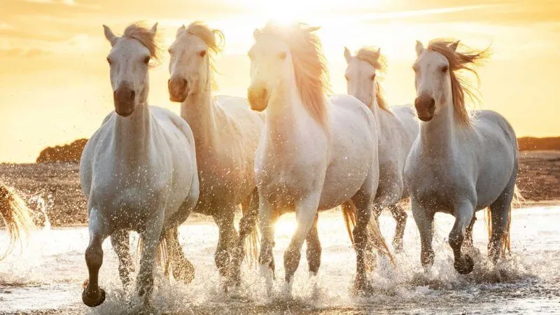 Con ngựa trong mơ báo hiệu điềm may hay xui?