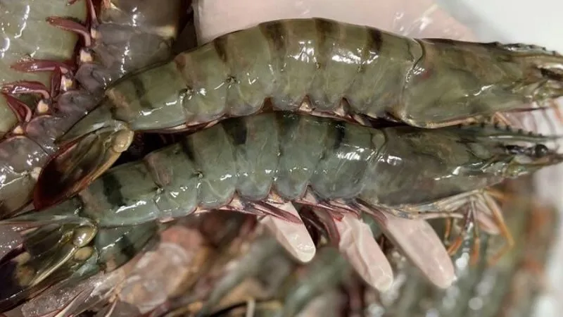 Con tôm dưới góc nhìn năng lượng và phong thủy hiện đại