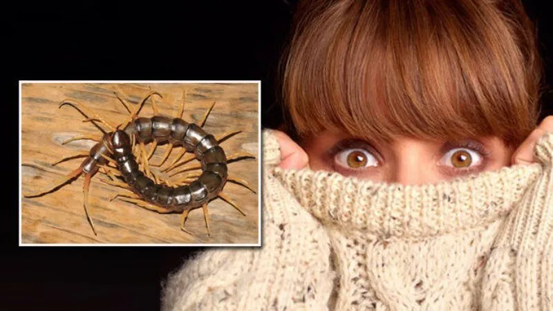 Giấc mơ thấy rết và ý nghĩa từng trường hợp