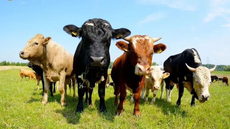 Giải mã giấc mơ thấy bò đen hoặc bò khoang