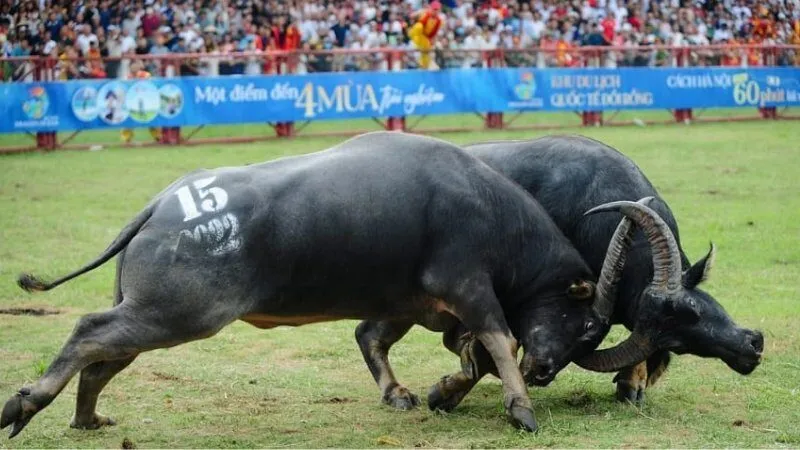 Giải mã giấc mơ thấy trâu đuổi, húc và xung đột