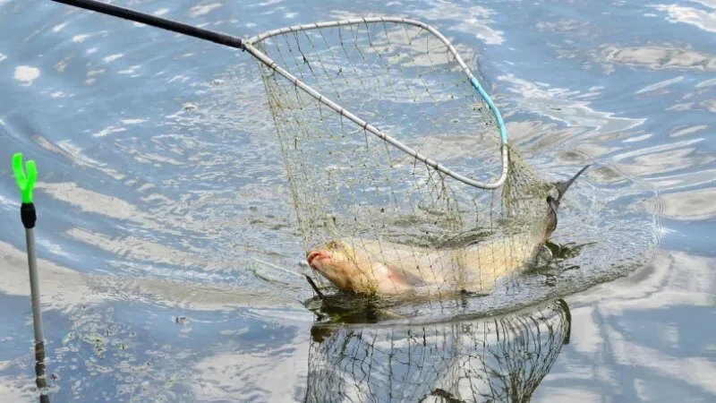 Hành động bắt cá phản ánh cơ hội đời thực