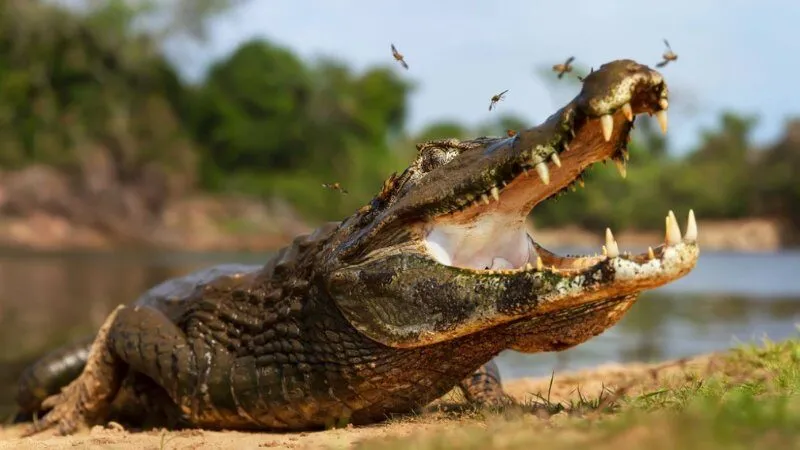 Luận giải chi tiết các trường hợp cá sấu đặc biệt khác