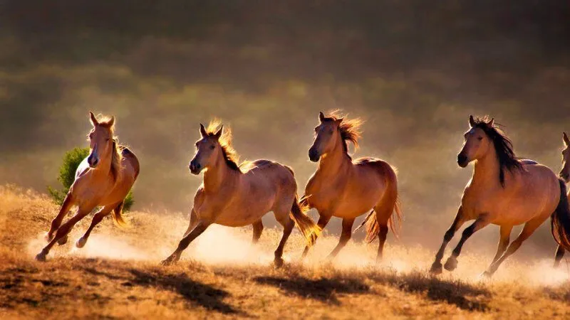 Luận giải hành động của ngựa trong giấc chiêm bao