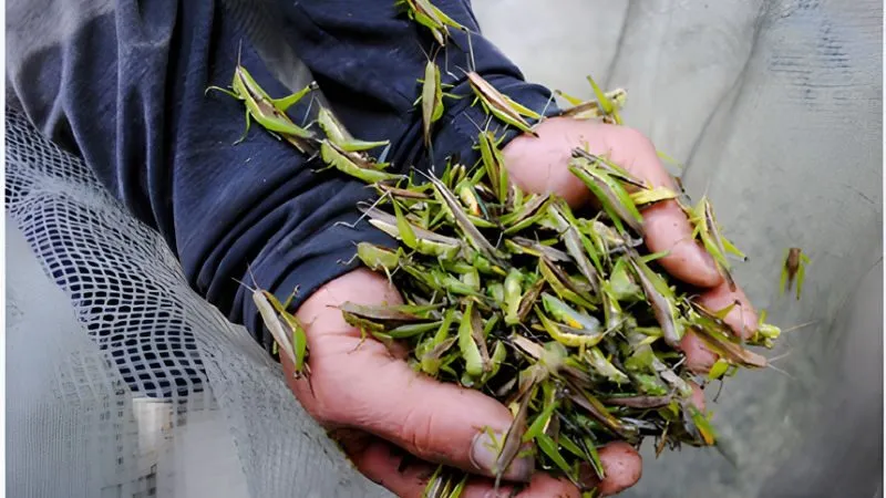 Mơ thấy bắt châu chấu