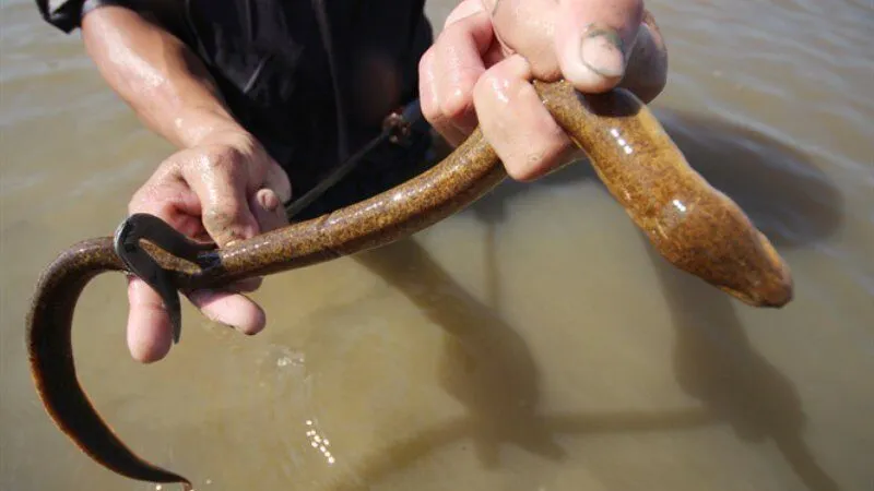 Mơ thấy bắt lươn