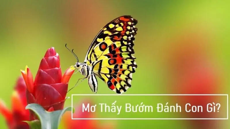 Mơ thấy bướm đánh con gì để đón vận may tài lộc?