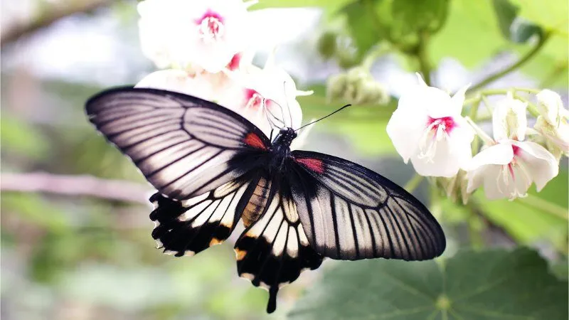 Mơ thấy bướm đen