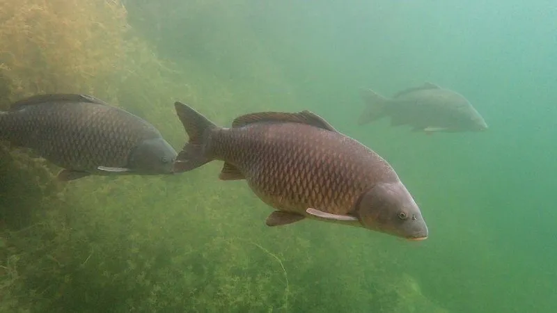 Mơ thấy cá chép bơi trong nước đục, bùn lầy