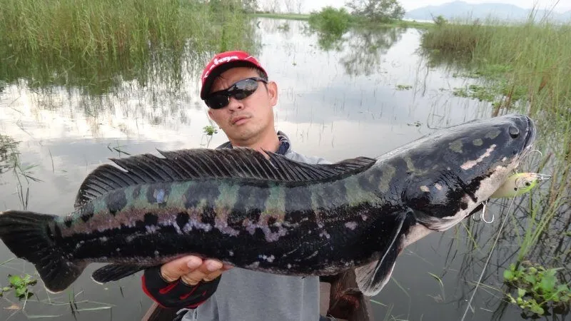 Mơ thấy cá lóc bự đánh số mấy?