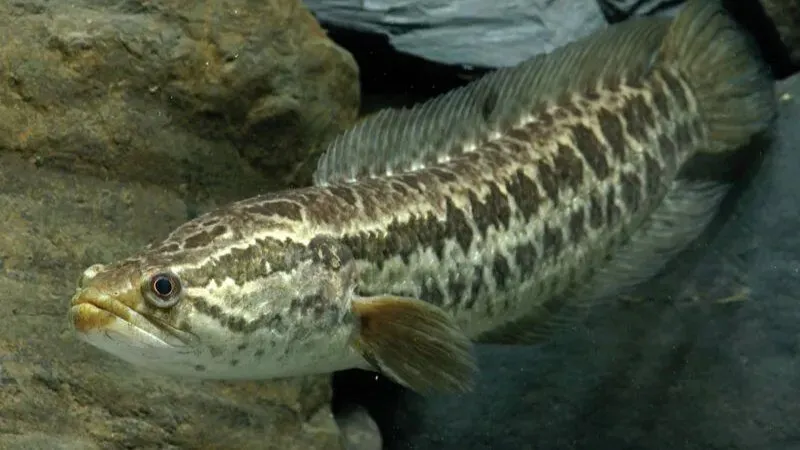 Giải Mã Hung Cát - Mơ Thấy Cá Lóc Đánh Con Gì?