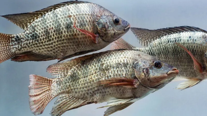 Tìm Hiểu Giấc Mơ Thấy Cá Rô Đánh Con Gì Trúng Lớn?