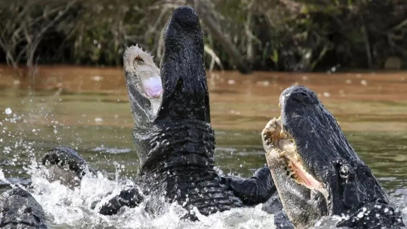Mơ thấy cá sấu đánh con gì?