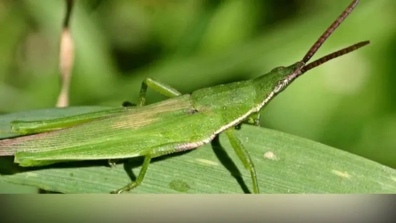 Mơ thấy cào cào là điềm báo gì