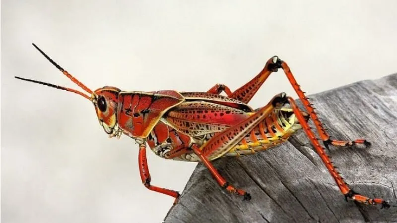 Mơ thấy châu chấu màu đỏ hoặc khổng lồ