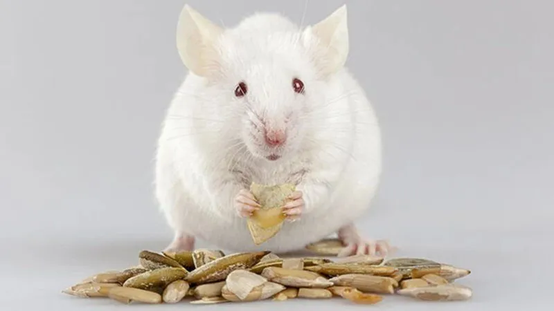 Mơ thấy chuột đánh con gì? Giải mã điềm báo & con số may mắn