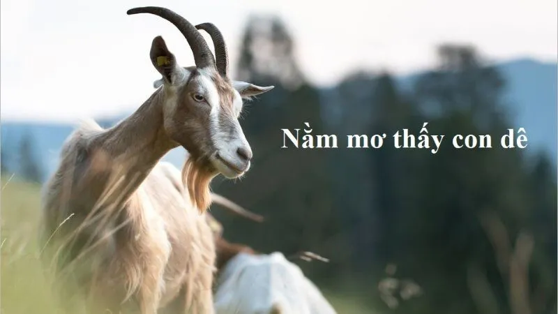 Mơ Thấy Dê Đánh Con Gì? Điềm Báo Và Con Số May Mắn
