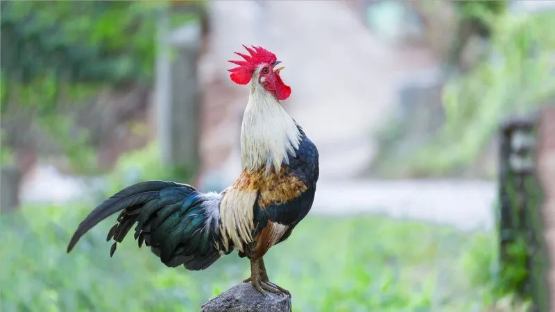 Mơ thấy gà đánh con gì theo màu sắc và hành động