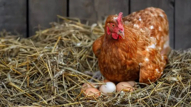 Mơ thấy gà đẻ trứng hoặc tổ trứng gà