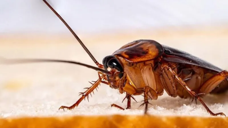 Mơ thấy gián đánh con gì?