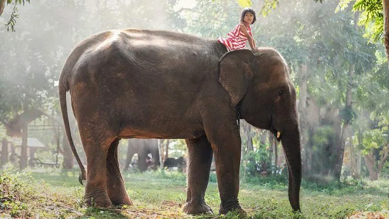 Mơ thấy mình đang cưỡi voi