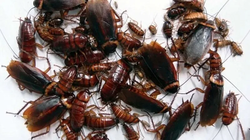 Mơ thấy một đàn gián hoặc rất nhiều gián