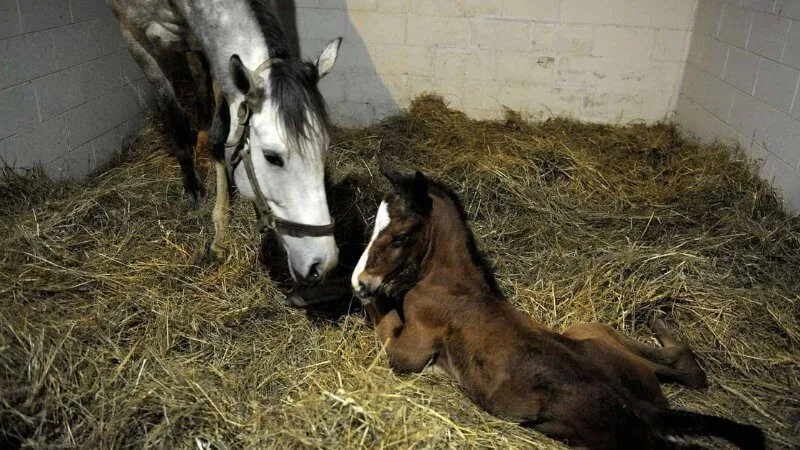 Mơ thấy ngựa đẻ con (ngựa sinh sản)