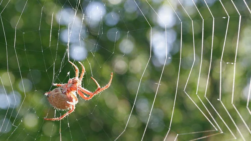 Mơ thấy nhện đánh con gì? Giải mã điềm báo và con số may mắn theo dân gian