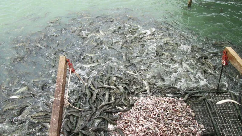 Mơ thấy nhiều cá lóc