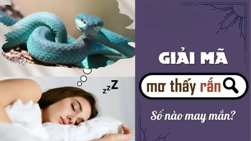 Mơ Thấy Rắn Đánh Con Gì ? Giải Mã Điềm Báo Và Con Số May Mắn