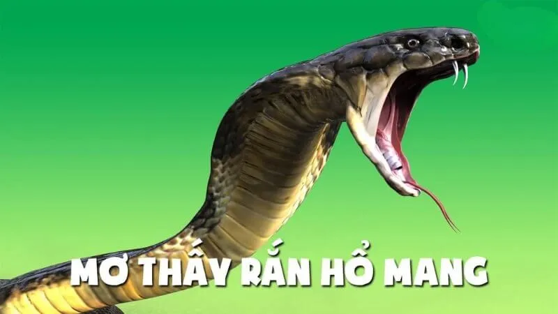 Mơ thấy rắn hổ mang