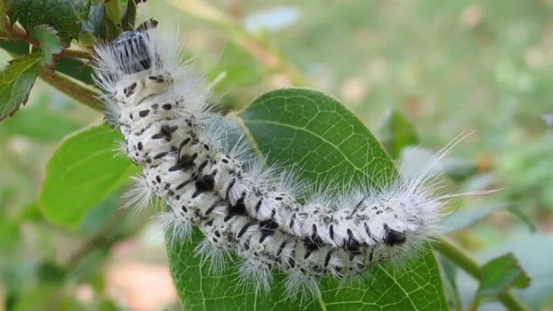 Mơ thấy sâu róm hoặc sâu lông