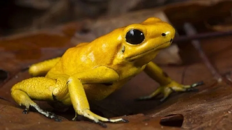 Nằm mơ thấy cóc vàng