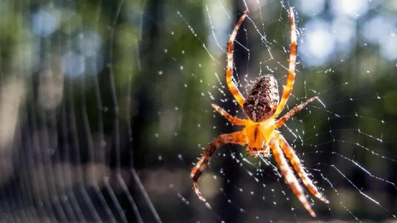 Nhện tượng trưng cho sự kiên trì và khéo léo