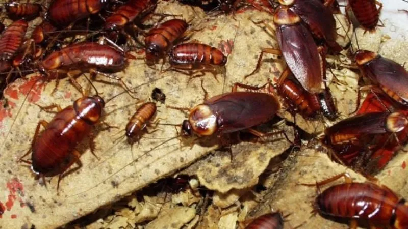 Tại sao bạn lại nằm mơ thấy gián?