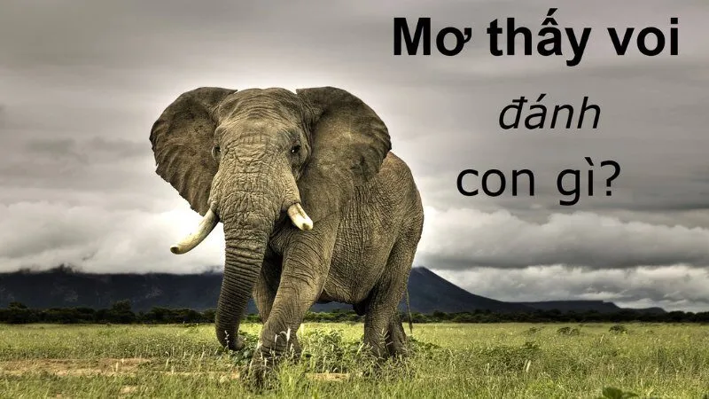 Mơ Thấy Voi Đánh Con Gì? Linh Vật Mang Lại Tài Lộc