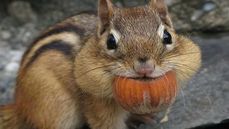 Tra cứu bộ số may mắn theo màu sắc và trạng thái của sóc