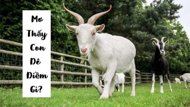 Ý nghĩa tâm linh của giấc mơ thấy dê