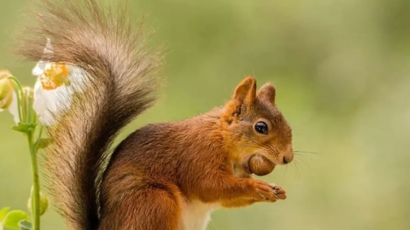 Ý nghĩa tâm linh của loài sóc trong giấc mơ