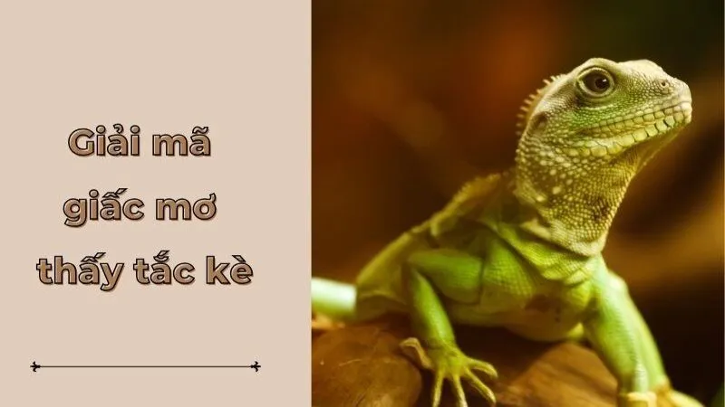 Ý nghĩa tâm linh sâu sắc đằng sau giấc mơ thấy tắc kè