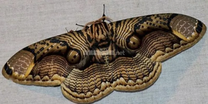 Bướm Bay Vào Nhà Có Ý Nghĩa Gì? Giải Đáp Theo Từng Màu Sắc